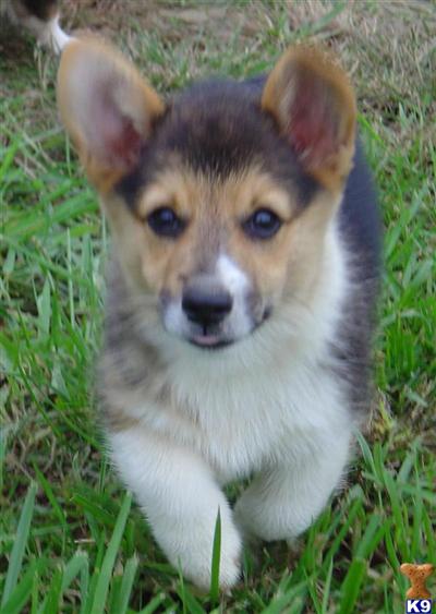 Pembroke Welsh Corgi Puppies for Sale